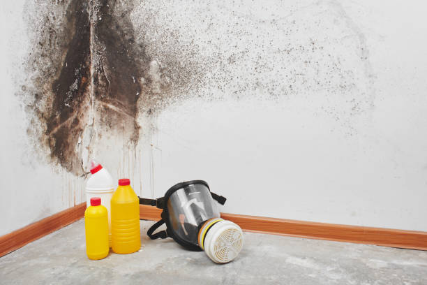 Best Mold Removal Company Near Me  in Olympia Heights, FL