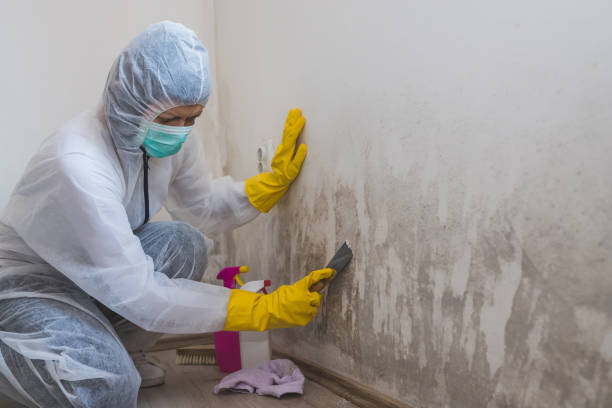 Reliable Olympia Heights, FL Mold Removal Solutions
