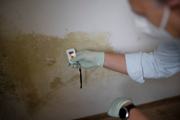Best Fast Mold Removal  in Olympia Heights, FL