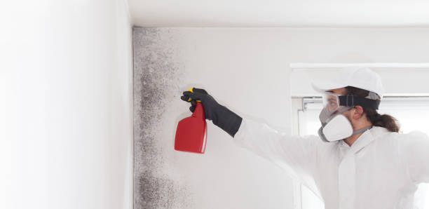 Best Mold Removal Company Near Me  in Olympia Heights, FL