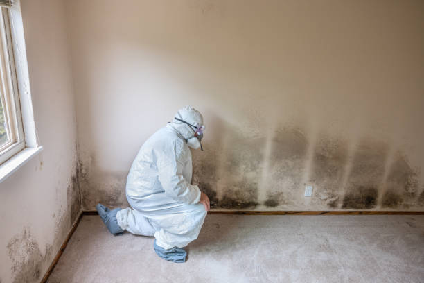 Best Crawl Space Mold Removal  in Olympia Heights, FL
