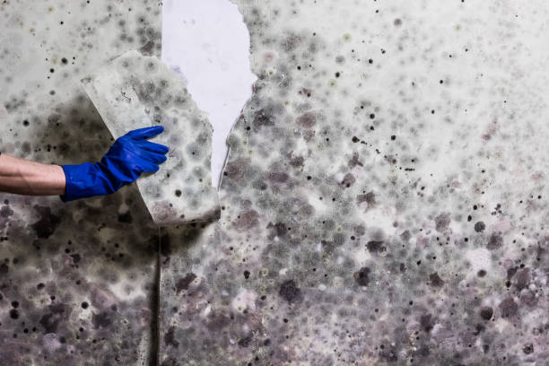 Best Professional Mold Removal  in Olympia Heights, FL
