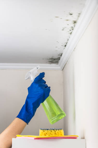 Best Residential Mold Removal  in Olympia Heights, FL